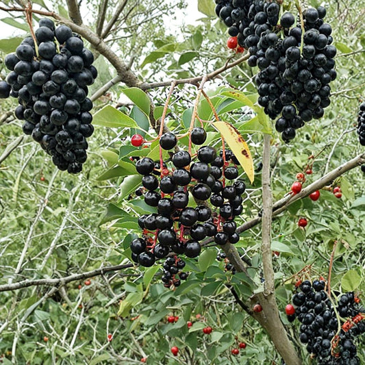 Black Cherry – Prunus serotina Tree Seeds | 30 Seeds | Native Fruit Tree | Fragrant White Flowers | Wildlife Friendly