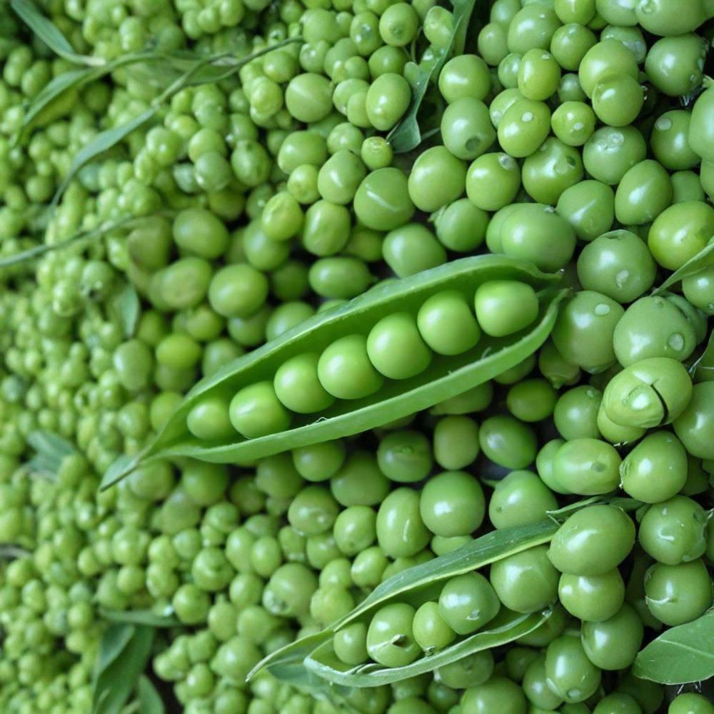 Sugar Ann Snap Pea Seeds – Pisum sativum | Approx. 120 Seeds | Heirloom Open Pollinated Pea | Sweet Edible Pod Garden Peas | Easy to Grow
