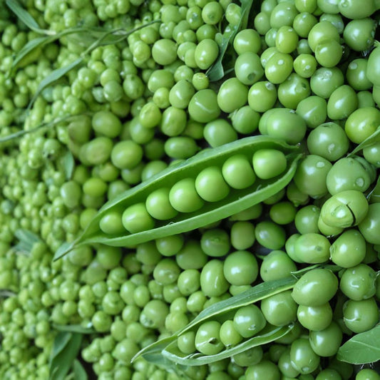 Sugar Ann Snap Pea Seeds – Pisum sativum | Approx. 120 Seeds | Heirloom Open Pollinated Pea | Sweet Edible Pod Garden Peas | Easy to Grow