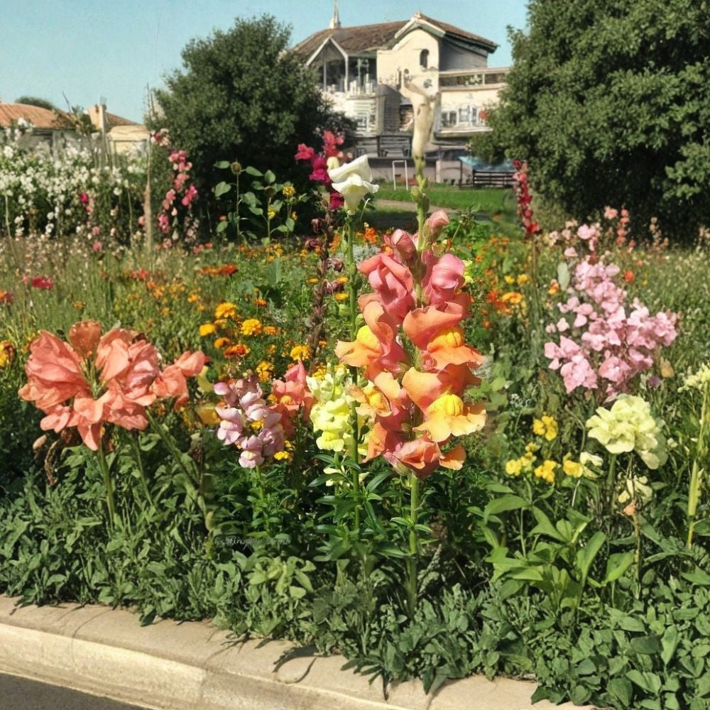 Snapdragon Seeds – 300 Count | Antirrhinum majus Maximum | Mixed Colors | Tall Cut Flower Variety