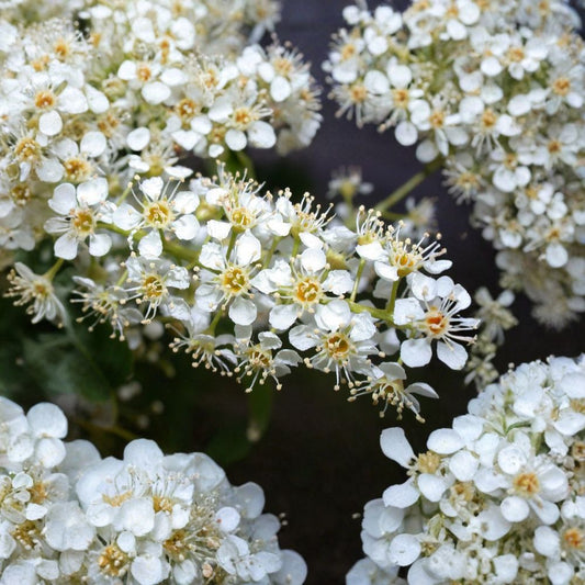 Black Cherry – Prunus serotina Tree Seeds | 60 Seeds | Native Fruit Tree | Fragrant White Flowers | Wildlife Friendly