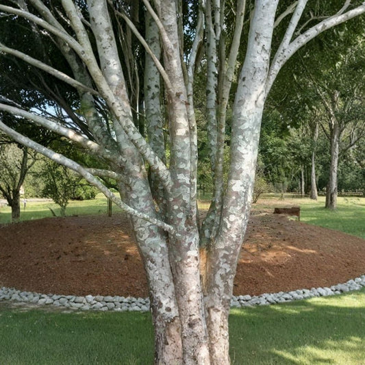 Lacebark Pine – Pinus bungeana Seeds | 10 Seeds | Ornamental Evergreen Tree | Showy Exfoliating Bark | Cold Hardy