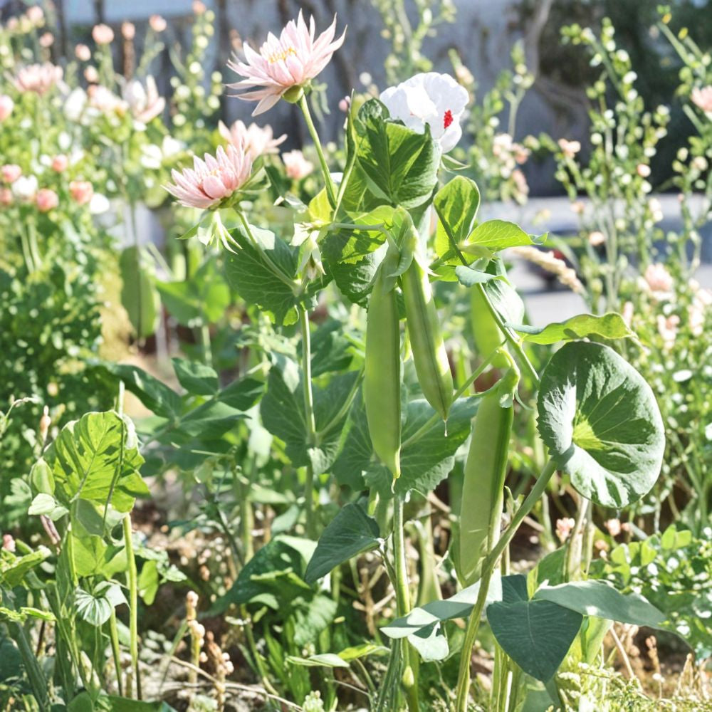 Sugar Ann Snap Pea Seeds – Pisum sativum | Approx. 240 Seeds | Heirloom Open Pollinated Pea | Sweet Edible Pod Garden Peas | Easy to Grow