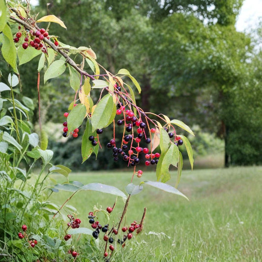 Black Cherry – Prunus serotina Tree Seeds | 120 Seeds | Native Fruit Tree | Fragrant White Flowers | Wildlife Friendly