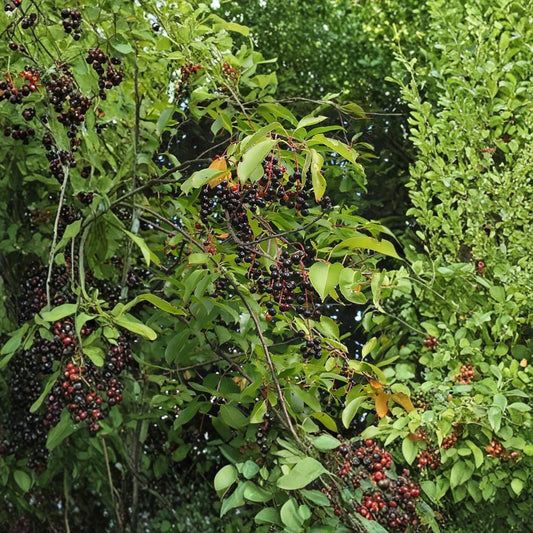 Black Cherry – Prunus serotina Tree Seeds | 240 Seeds | Native Fruit Tree | Fragrant White Flowers | Wildlife Friendly