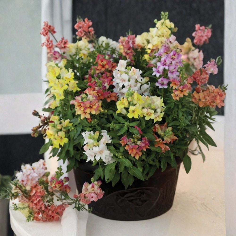 Snapdragon Seeds – 4,000 Count | Antirrhinum majus Maximum | Mixed Colors | Professional Bulk Pack