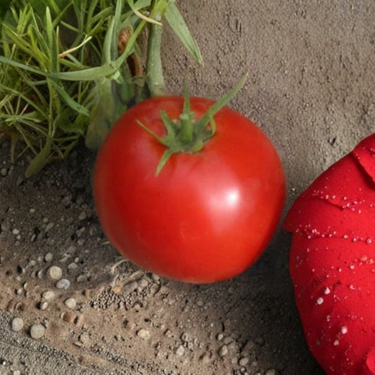 Abe Lincoln Tomato Seeds – Lycopersicon esculentum | Approx. 100 Seeds | Heirloom Open Pollinated Tomato | Deep Red Slicing Tomato | Indeterminate Variety
