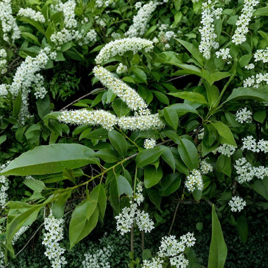 Black Cherry – Prunus serotina Tree Seeds | 480 Seeds | Native Fruit Tree | Fragrant White Flowers | Wildlife Friendly