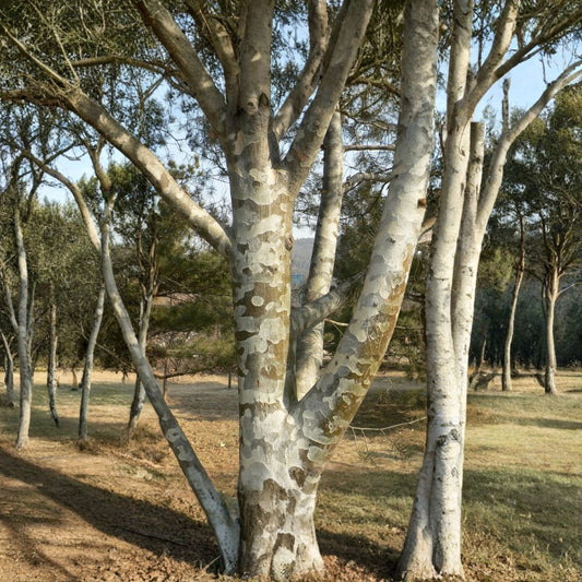 Lacebark Pine – Pinus bungeana Seeds | 120 Seeds | Ornamental Evergreen Tree | Showy Exfoliating Bark | Cold Hardy