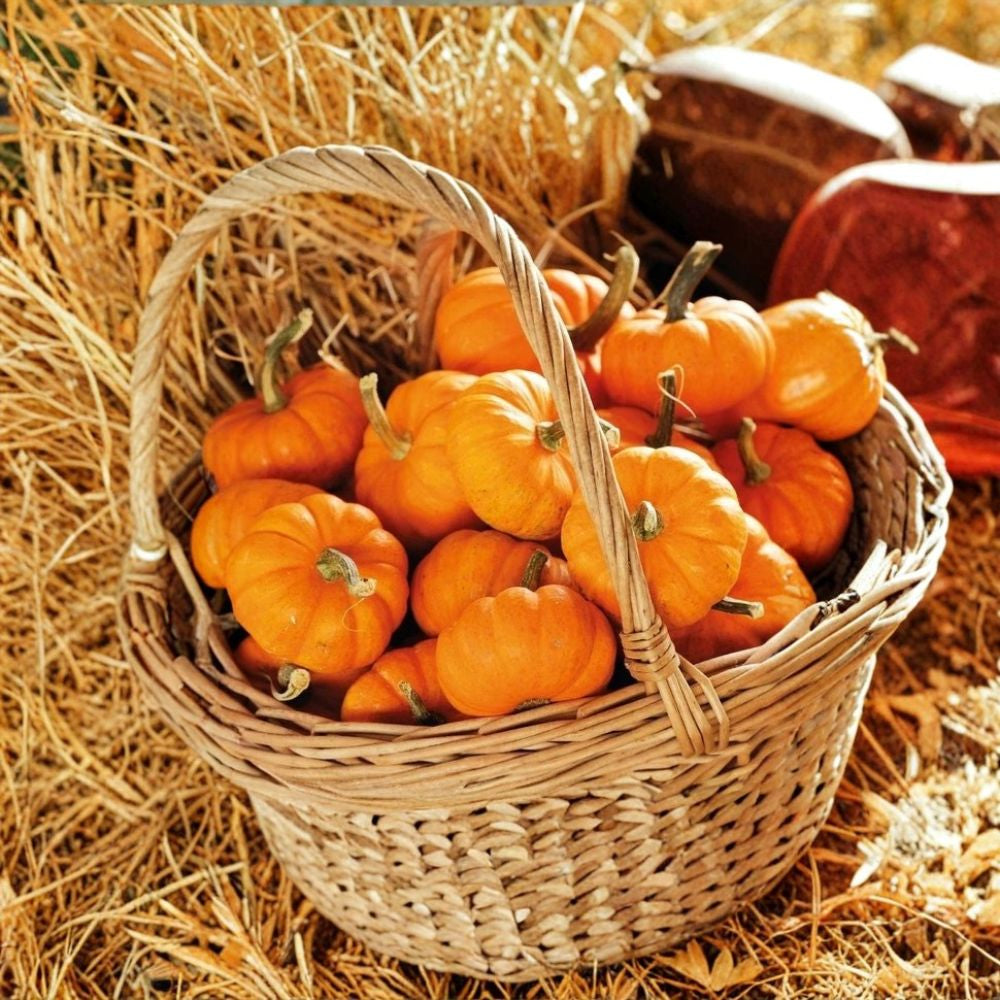 Jack Be Little Pumpkin Seeds – Cucurbita pepo | Approx. 10 Seeds | Heirloom Open Pollinated Mini Pumpkin | Decorative Miniature Pumpkin | Easy to Grow
