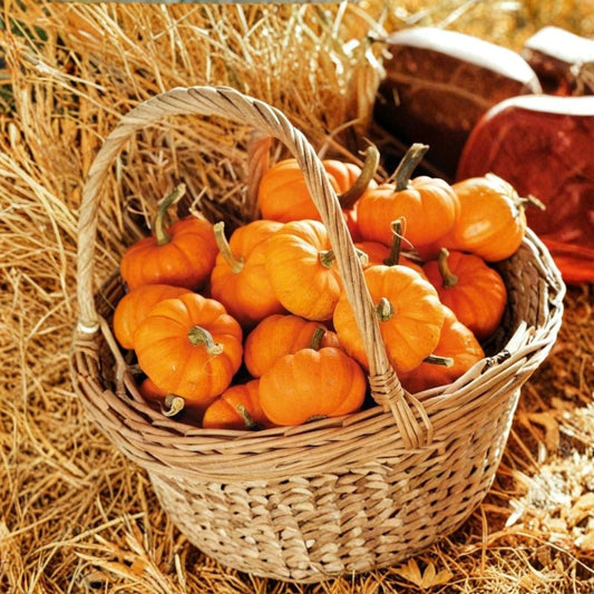 Jack Be Little Pumpkin Seeds – Cucurbita pepo | Approx. 10 Seeds | Heirloom Open Pollinated Mini Pumpkin | Decorative Miniature Pumpkin | Easy to Grow