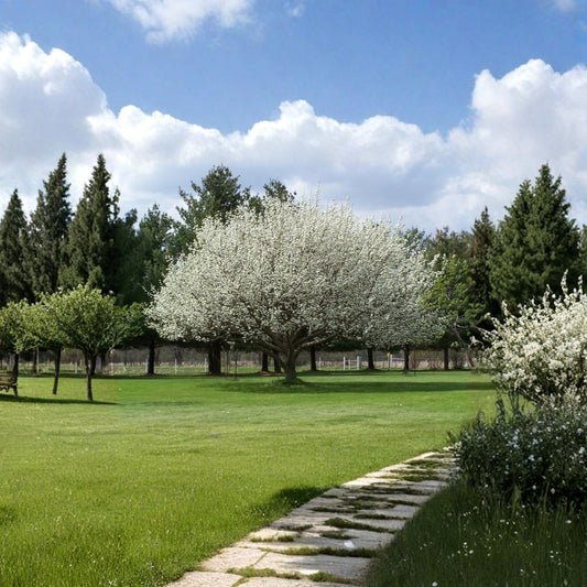 Chinese Pear (Ussurian Pear) – Pyrus ussuriensis Tree Seeds | 30 Seeds | Hardy Fast-Growing Edible Fruit Tree