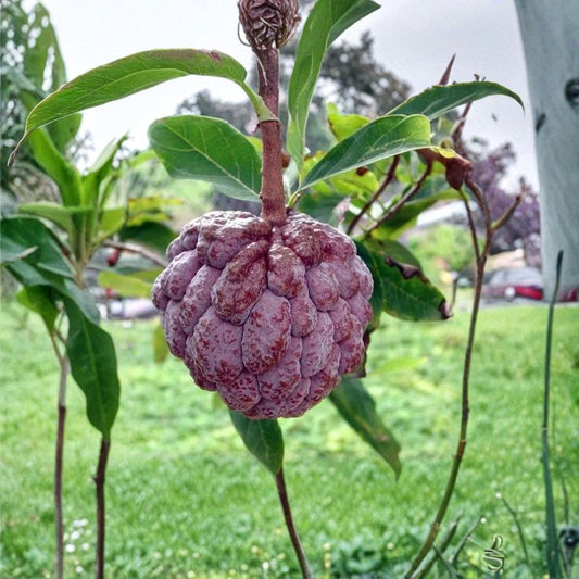 Red Custard Apple Tree Seeds – Annona squamosa | Rare Red Sugar Apple | 5 Seeds | Tropical Exotic Fruit Plant
