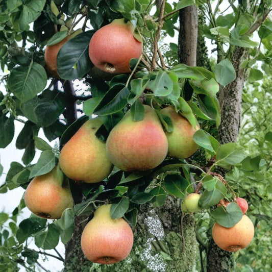 Bartlett Pear Tree Seeds – Pyrus communis | 100 Seeds | Edible Fruit Tree | Hardy Fast Growing | White Spring Blossoms Bulk