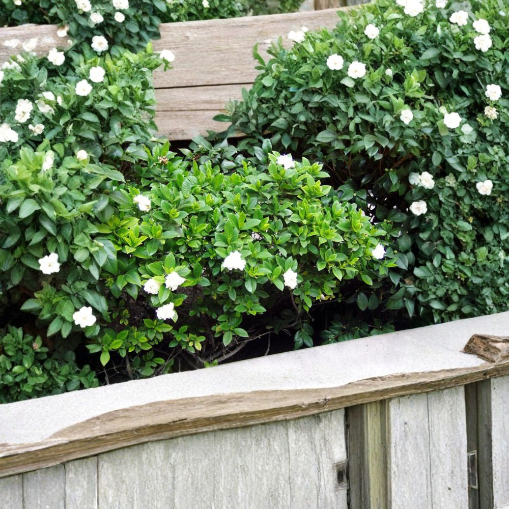 Fragrant Cape Jasmine Shrub – Gardenia jasminoides Seeds | 20 Premium Seeds | Evergreen White Fragrant Flower | Container & Bonsai Friendly