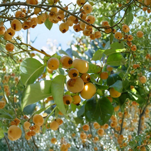 Date Plum Persimmon – Diospyros lotus Seeds | 60 Seeds | Hardy Edible Fruit Tree | Cold Tolerant