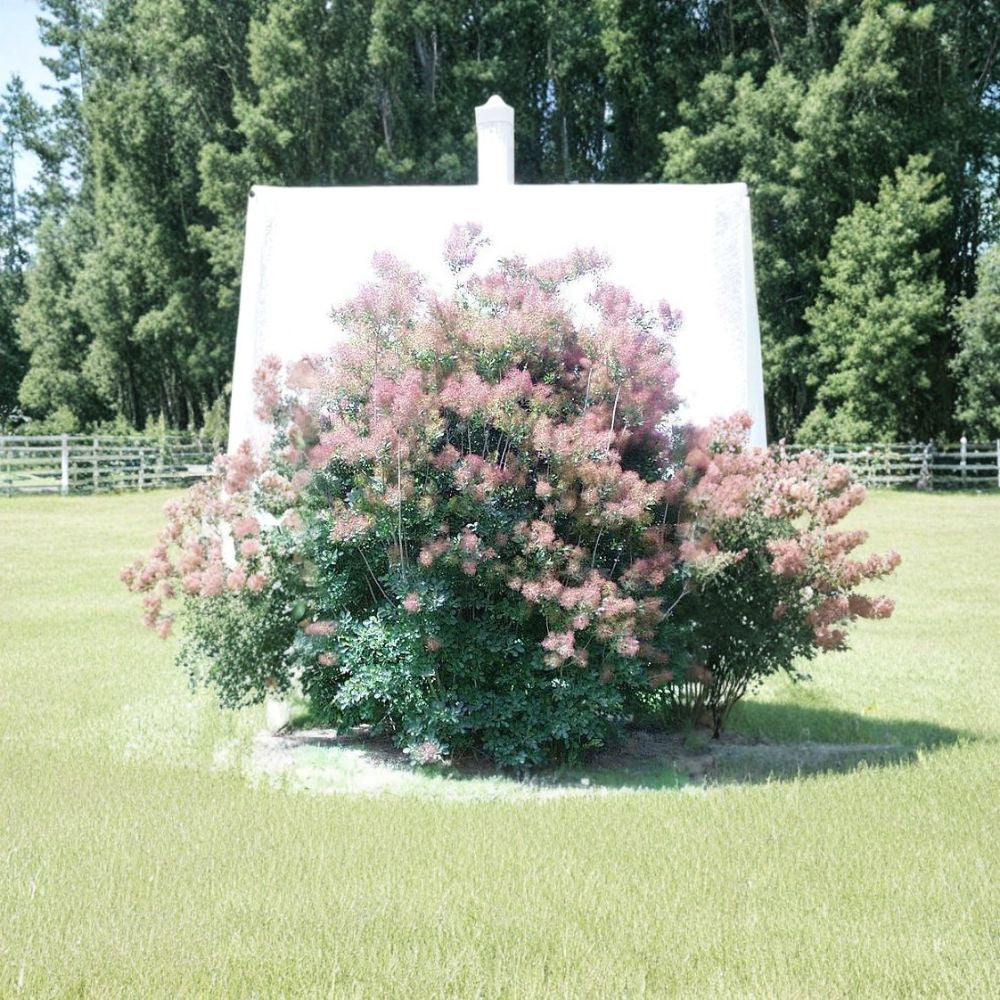 Purple Smoketree – Cotinus coggygria atropurpurea Seeds | 20 Seeds | Purple Foliage Shrub | Smoke Bush | Fall Color