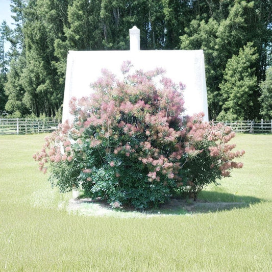 Purple Smoketree – Cotinus coggygria atropurpurea Seeds | 20 Seeds | Purple Foliage Shrub | Smoke Bush | Fall Color