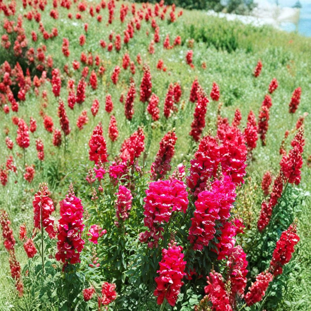 Snapdragon Seeds – 16,000 Count | Antirrhinum majus Maximum | Mixed Colors | Commercial Grower Bulk