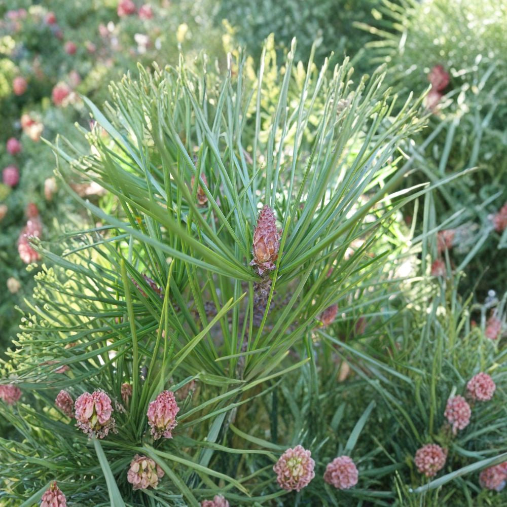 Lacebark Pine – Pinus bungeana Seeds | 240 Seeds | Ornamental Evergreen Tree | Showy Exfoliating Bark | Cold Hardy