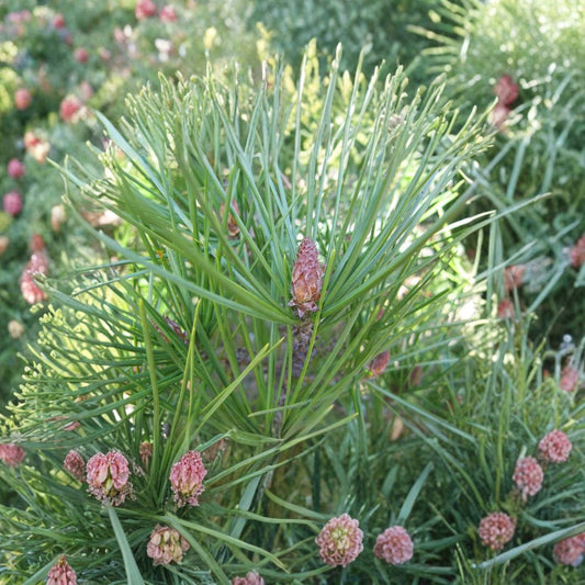 Lacebark Pine – Pinus bungeana Seeds | 240 Seeds | Ornamental Evergreen Tree | Showy Exfoliating Bark | Cold Hardy