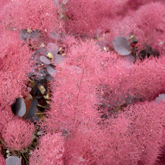 Purple Smoketree – Cotinus coggygria atropurpurea Seeds | 60 Seeds | Purple Smoke Bush | Ornamental Shrub | Fall Color
