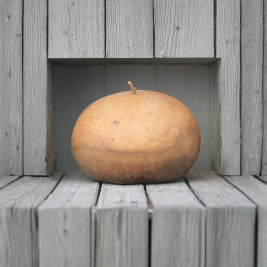 Bushel Basket Gourd – Lagenaria siceraria Seeds | 5 Count | Large Craft Gourd | Heirloom Open Pollinated