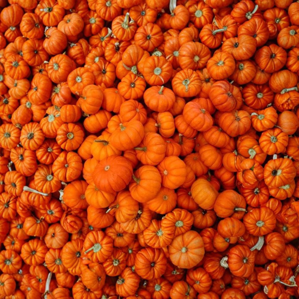 Jack Be Little Pumpkin Seeds – Cucurbita pepo | Approx. 60 Seeds | Heirloom Open Pollinated Mini Pumpkin | Decorative Mini Pumpkin Variety | Easy to Grow