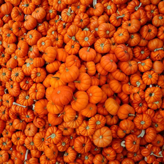 Jack Be Little Pumpkin Seeds – Cucurbita pepo | Approx. 60 Seeds | Heirloom Open Pollinated Mini Pumpkin | Decorative Mini Pumpkin Variety | Easy to Grow