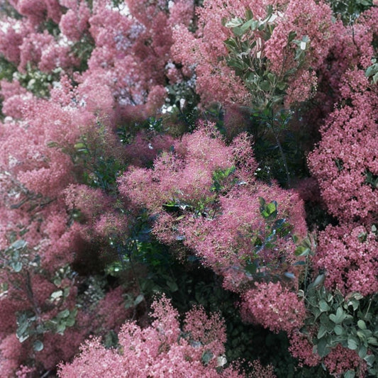 Purple Smoketree – Cotinus coggygria atropurpurea Seeds | 120 Seeds | Purple Smoke Bush | Ornamental Shrub | Fall Color