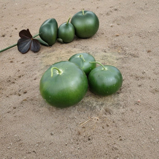 Bushel Basket Gourd – Lagenaria siceraria Seeds | 15 Count | Giant Heirloom Craft Gourd | Open Pollinated