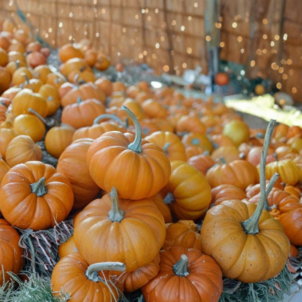 Jack Be Little Pumpkin Seeds – Cucurbita pepo | Approx. 120 Seeds | Heirloom Open Pollinated Mini Pumpkin | Decorative Mini Pumpkin Variety | Easy to Grow