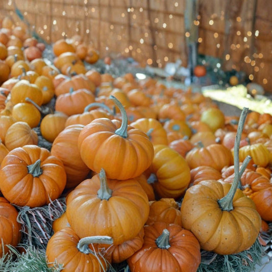 Jack Be Little Pumpkin Seeds – Cucurbita pepo | Approx. 120 Seeds | Heirloom Open Pollinated Mini Pumpkin | Decorative Mini Pumpkin Variety | Easy to Grow