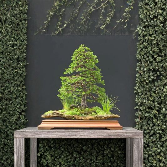 Jezo Spruce – Picea jezoensis Seeds | 150 Seeds | Fast Growing Evergreen Conifer | Bonsai & Christmas Tree | Cold Hardy