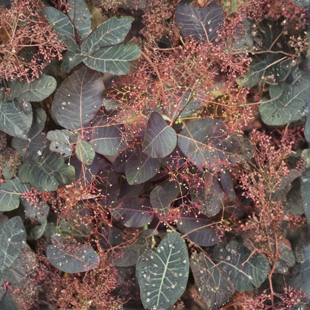 Purple Smoketree – Cotinus coggygria atropurpurea Seeds | 240 Seeds | Purple Smoke Bush | Ornamental Shrub | Fall Color