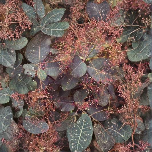Purple Smoketree – Cotinus coggygria atropurpurea Seeds | 240 Seeds | Purple Smoke Bush | Ornamental Shrub | Fall Color