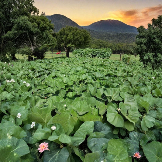 Bushel Basket Gourd – Lagenaria siceraria Seeds | 30 Count | Giant Hard Shell Craft Gourd | Heirloom Open Pollinated