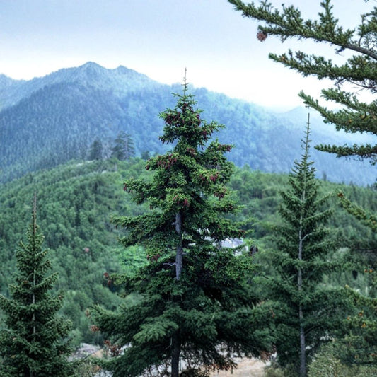 Jezo Spruce – Picea jezoensis Seeds | 600 Seeds | Fast Growing Evergreen Conifer | Bonsai & Christmas Tree | Cold Hardy