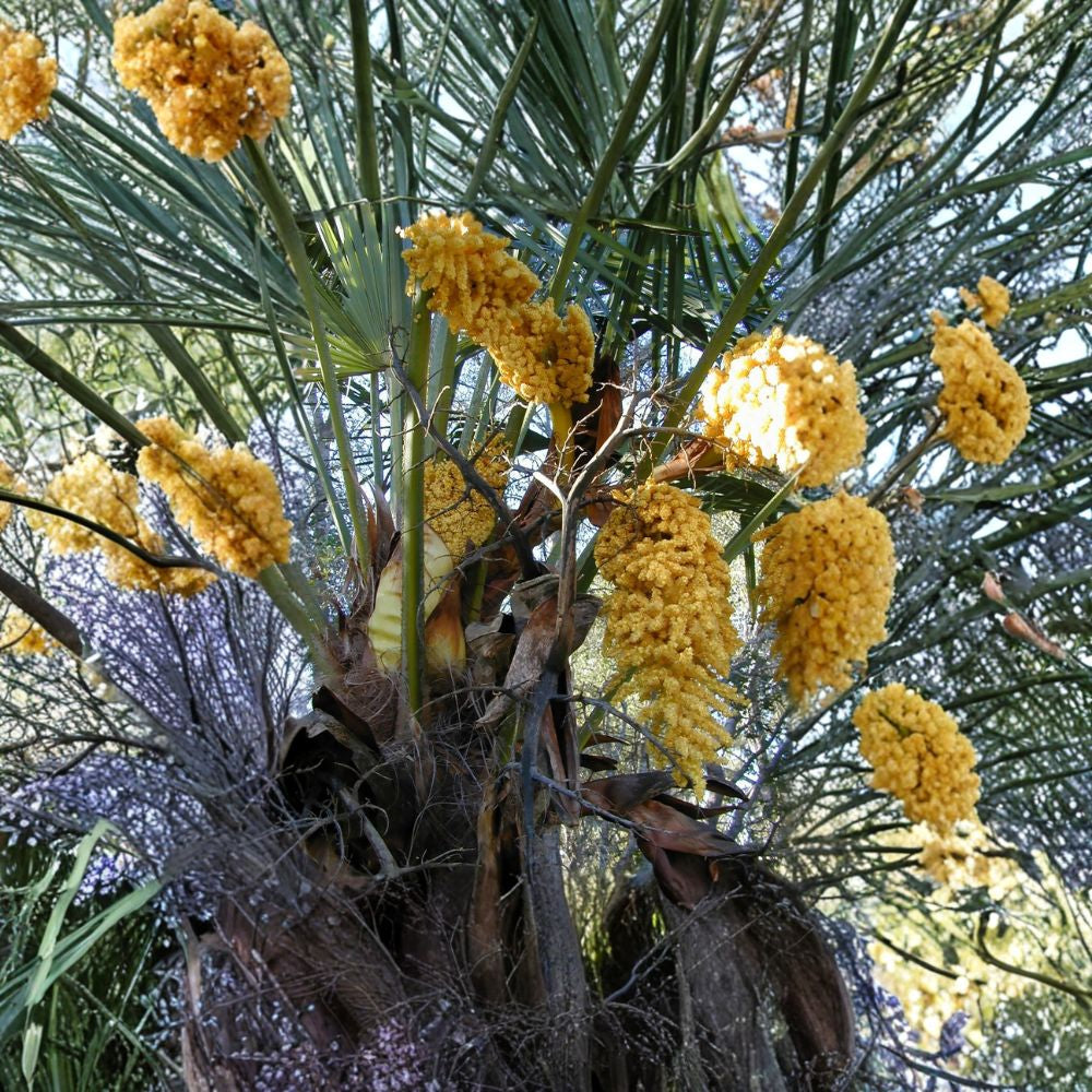 Windmill Palm – Trachycarpus fortunei Seeds | 30 Seeds | Hardy Evergreen Palm | Cold Hardy Tropical Tree