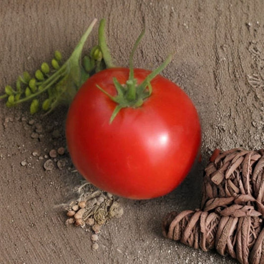 Abe Lincoln Tomato Seeds – Lycopersicon esculentum | Approx. 100 Seeds | Heirloom Open Pollinated Tomato | Deep Red Slicing Tomato | Indeterminate Variety