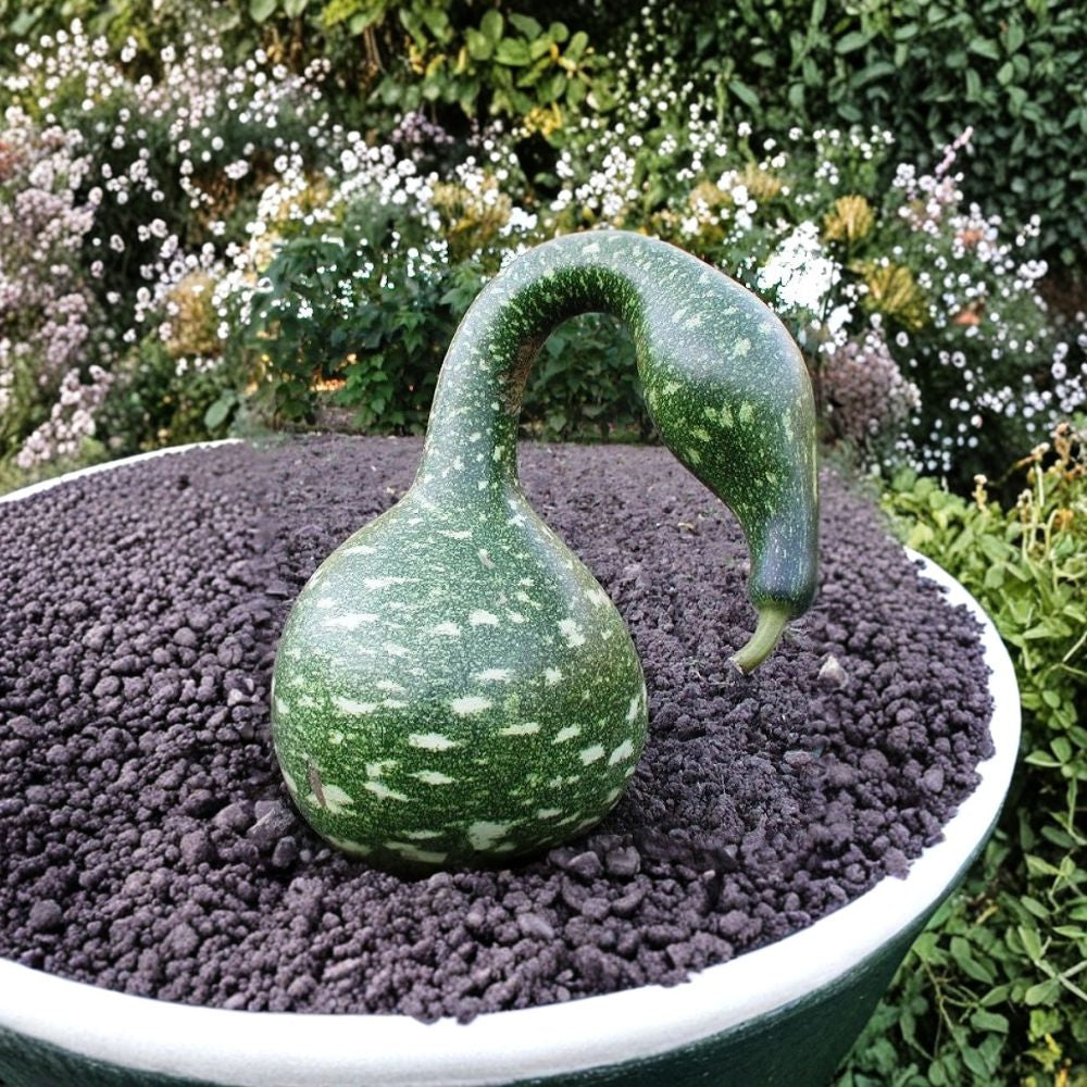 Speckled Swan Gourd Seeds – Lagenaria siceraria | Approx. 10 Seeds | Ornamental Swan Neck Gourd | Decorative Craft Gourd | Unique Garden Vine