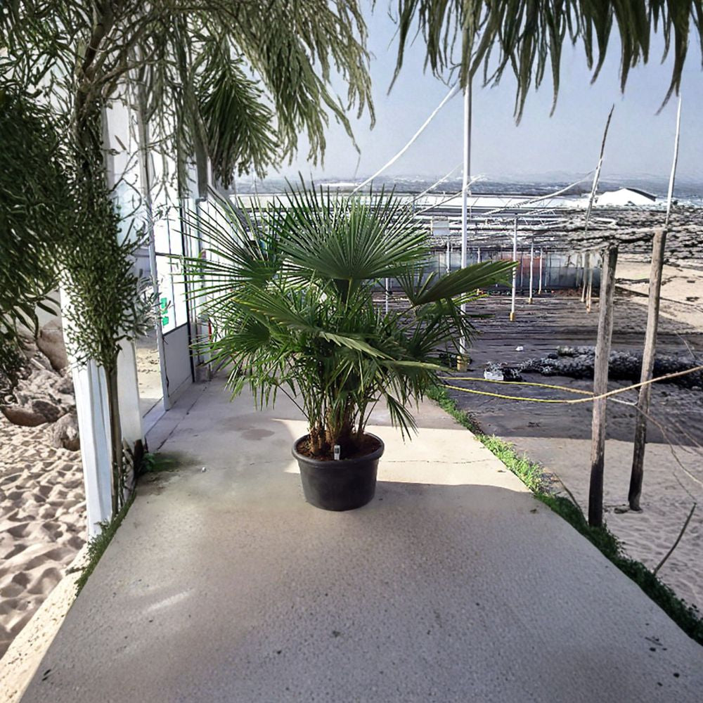 Windmill Palm – Trachycarpus fortunei Seeds | 120 Seeds | Hardy Evergreen Palm | Cold Hardy Tropical Tree