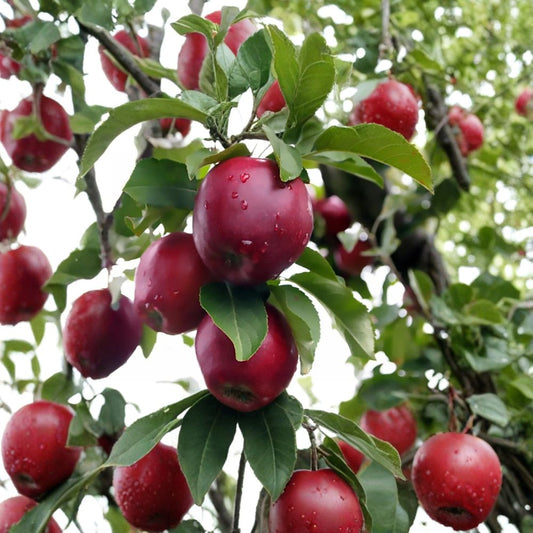 Red Delicious Apple – Malus pumila “Red Delicious” Seeds | 20 Seeds | Edible Fruit Tree | Hardy | Fall Color