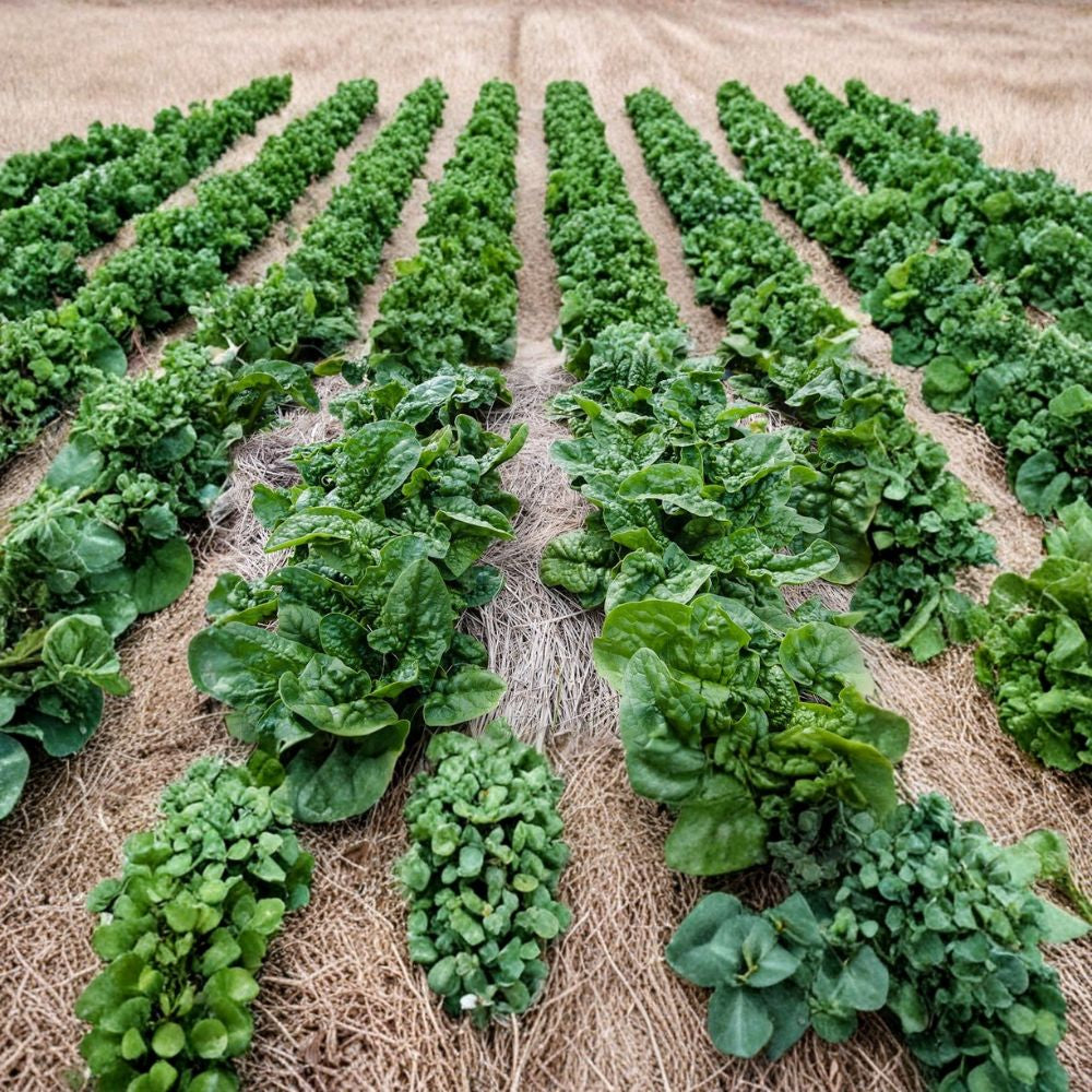 Spinach Seeds – Bloomsdale Long Standing | 100 Seeds | Heirloom Savoy Leaf | Slow Bolting | Cool Season Vegetable