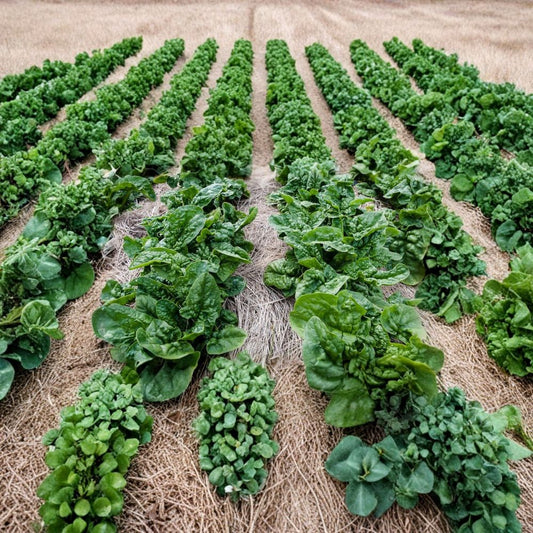 Spinach Seeds – Bloomsdale Long Standing | 100 Seeds | Heirloom Savoy Leaf | Slow Bolting | Cool Season Vegetable