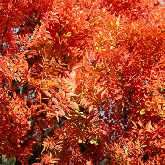 Chinese Pistache Tree Seeds – Pistacia chinensis | 10 Seeds | Fast Growing Shade Tree | Brilliant Fall Color | Drought Tolerant Ornamental