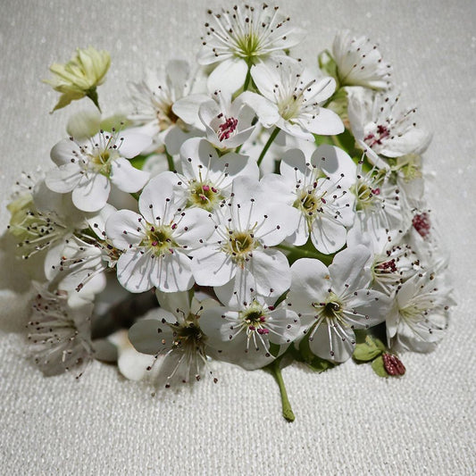 Bartlett Pear Tree Seeds – Pyrus communis | 200 Seeds | Edible Fruit Tree | Hardy Fast Growing | White Spring Blossoms Wholesale