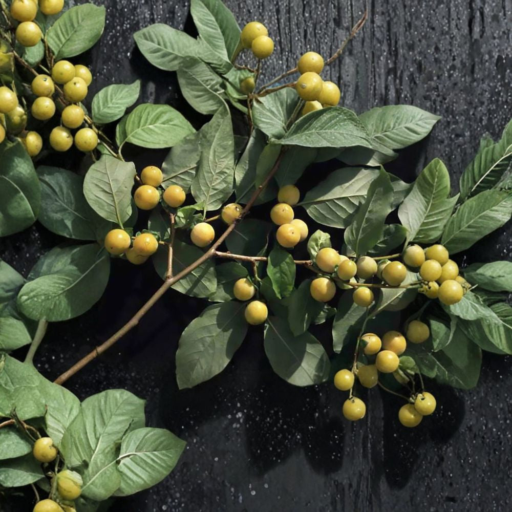 Date Plum Persimmon – Diospyros lotus Seeds | 120 Seeds | Hardy Edible Fruit Tree | Bulk Pack