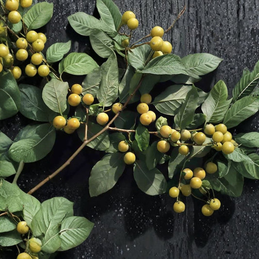 Date Plum Persimmon – Diospyros lotus Seeds | 120 Seeds | Hardy Edible Fruit Tree | Bulk Pack