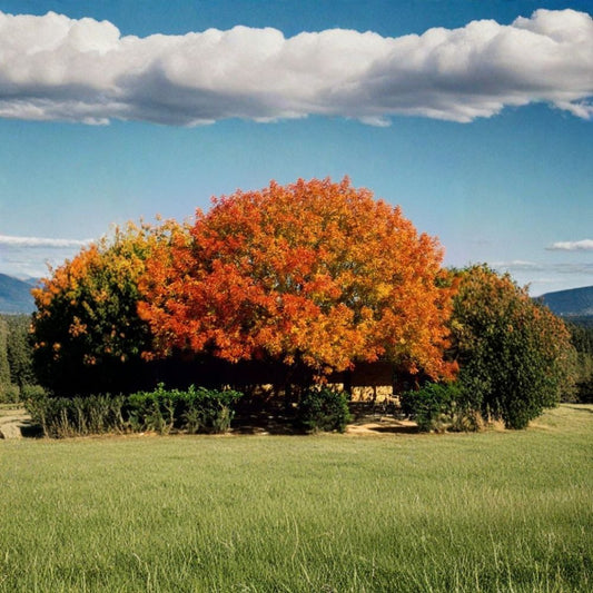 Chinese Pistache Tree Seeds – Pistacia chinensis | 30 Seeds | Fast Growing Shade Tree | Brilliant Fall Color | Drought Tolerant Ornamental